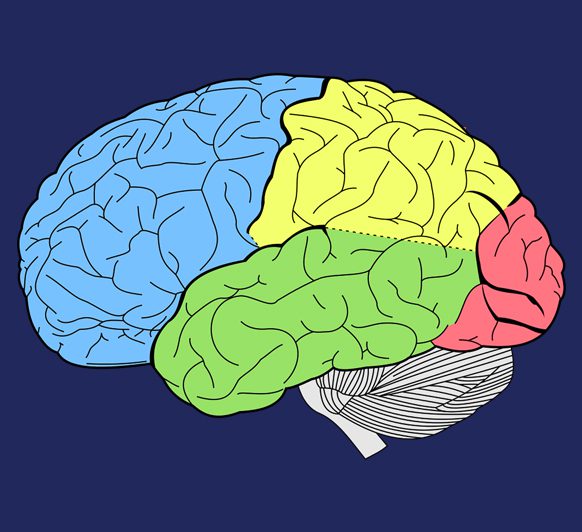 A drawing of the human brain with different colors.