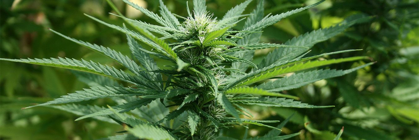 A close up of the leaves on a marijuana plant.